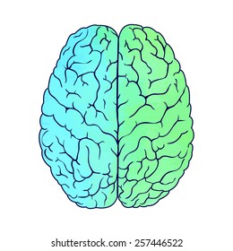 Vector illustration watercolor brain
