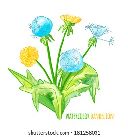  vector illustration. watercolor bush of dandelions. Isolated on white background