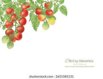 Vector illustration of a watercolor cherry tomato frame background