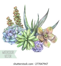 Vector illustration - watercolor florist composition of the succulents