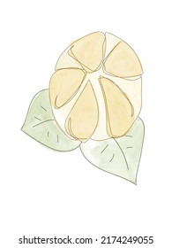 Vector illustration of watercolor flower with black line. Design for interior decoration, postcards, paintings and websites. Set of multicolored flowers. Vector isolated flowers on a white background