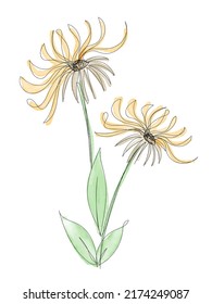 Vector illustration of watercolor flower with black line. Design for interior decoration, postcards, paintings and websites. Set of multicolored flowers. Vector isolated flowers on a white background