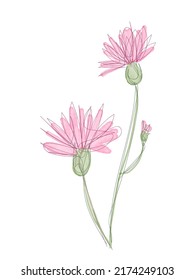 Vector illustration of watercolor flower with black line. Design for interior decoration, postcards, paintings and websites. Set of multicolored flowers. Vector isolated flowers on a white background
