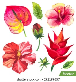 Vector illustration with watercolor flowers. Painting red set of plants with chinese hibiscus, anthurium and leaves