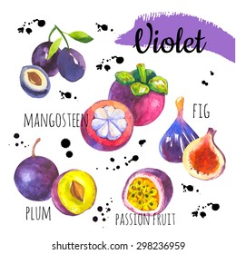 Vector illustration with watercolor food. Set of different fruits: fig, plum, mangosteen, passionfruit. Simple painting sketch in vector format. Violet set.