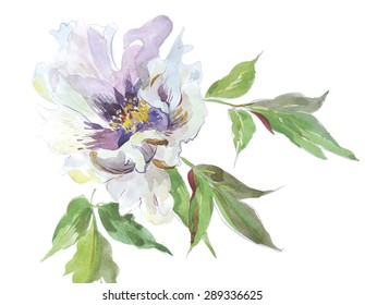 Vector Illustration Watercolor Hand Drawn Summer Flower peony white