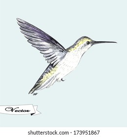 Vector  illustration watercolor hummingbird   Illustration for greeting cards  invitations    other printing   web projects 