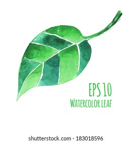 Vector illustration of watercolor leaf.