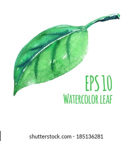 Vector illustration of watercolor leaf.