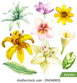 Vector Illustration With Watercolor Plants. Painting White And Yellow Set Of Flowers With Calla Lily, Plumeria And Leaves.