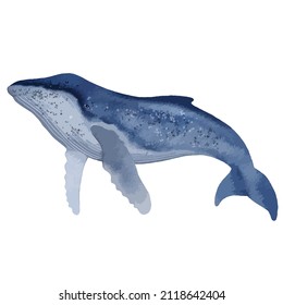 Vector illustration of watercolor portrait of humpback whale