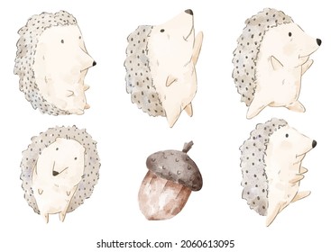 Vector illustration watercolor Set of adorable Hedgehog For Your Design. Various of Hedgehog gesture and color