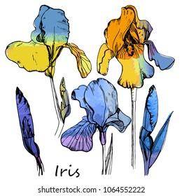 Vector illustration of watercolor set of color irises. Isolated floral element.Hand drawn summer flowers.