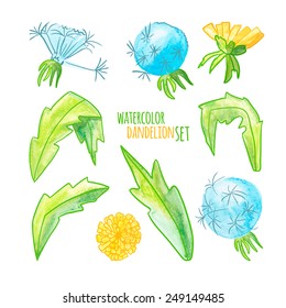 vector illustration. watercolor set of dandelions. Isolated on white background