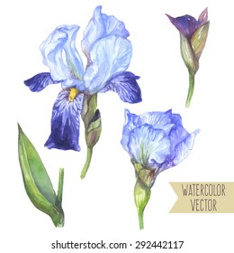 Vector illustration - watercolor set of iris flower, bud and leaf