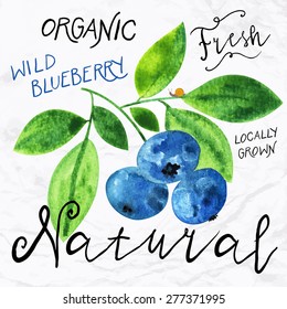 Vector illustration of watercolor wild blueberry, hand drawn in in 1950s or 1960s style. Concept for farmers market, organic food, natural product design, soap package, herbal tea, antioxidants etc.