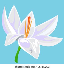 Vector illustration of  a waterlily