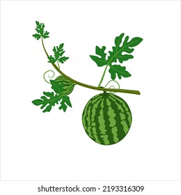 Vector Illustration Of Watermelon Plant With Big And Small Fruit