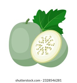 Ilustración vectorial, Cebolla de cera o Benincasa hispida, también llamada calabaza de ceniza, calabaza blanca, melón de invierno o melón de preservación china, aislado en fondo blanco.