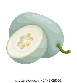 Vector illustration, Wax gourd or Benincasa hispida, also called ash gourd, white gourd, winter melon or Chinese preserving melon, isolated on white background.