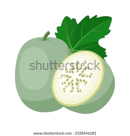 Vector illustration, Wax gourd or Benincasa hispida, also called ash gourd, white gourd, winter melon or Chinese preserving melon, isolated on white background. Foto stock © 