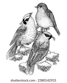 Vector illustration of a waxwings and a robin on a snowy rowan branch in engraving style