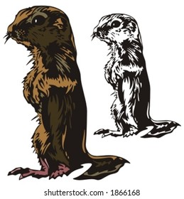 Vector illustration of a weasel.