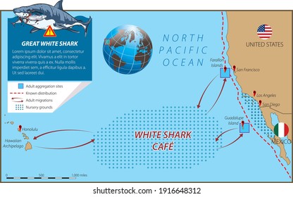Vector Illustration Of West Coast Area And Great Whire Shark Migration Routes. The Map Is A Schematic Preview, Just To Describe Migratory Routes.