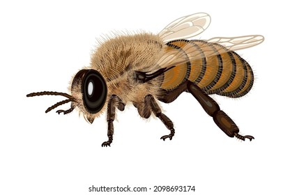 Ilustración vectorial de abeja occidental masculina, abeja de miel europea drone o especie de apis mellifera pertenece a la familia Apidae, cabello corporal, aislado en fondo blanco, Vida de concepto de abeja común.