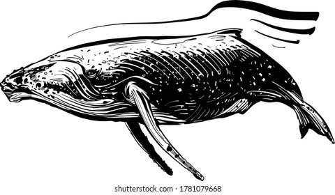 la ilustración vectorial de la ballena en el océano
