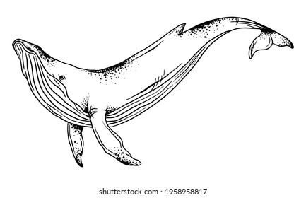 vector illustration of a whale on a white background, graphics, Hand Drawn Whales