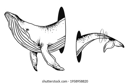 vector illustration of a whale on a white background, graphics, Hand Drawn Whales