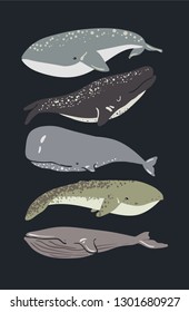 Vector illustration of whale. Set of vector whales.