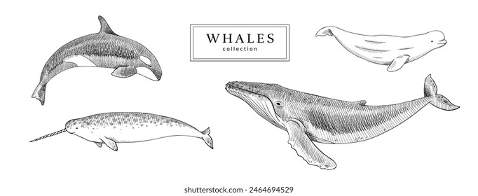 Ilustración vectorial de ballenas. Colección de mamíferos marinos árticos en blanco y negro dibujado a mano estilo boceto