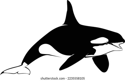 Vector illustration of a whales . dolphin silhouette isolated on white