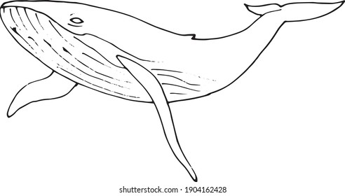 ilustración vectorial de las ballenas dibujadas a mano. Simple, garabato, tatuaje