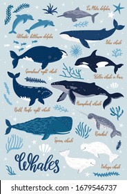 Vector illustration with whales, seaweeds and hand written names of whales. Marine animal collection. Underwater set. Ocean poster with cute cartoon characters.