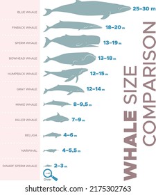 Vector illustration of whales sizes comparison chart.