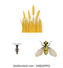 Vector illustration of wheat and corn icon. Collection of wheat and harvest vector icon for stock.