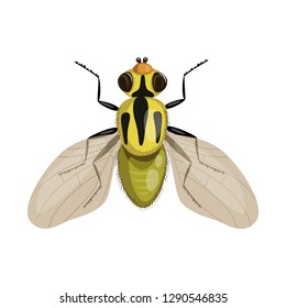 Vector illustration of wheat and corn symbol. Collection of wheat and harvest stock symbol for web.