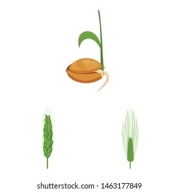 Vector illustration of wheat and corn symbol. Collection of wheat and harvest stock symbol for web.