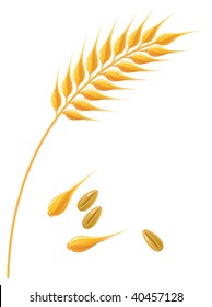 Vector illustration of wheat ear and grains.