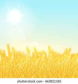 vector illustration. Wheat field on a Sunny morning. Background