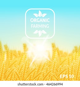 vector illustration. Wheat field on a Sunny morning. Background