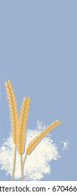 Vector illustration of wheat flour and spikes. Background.