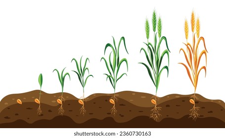 Ilustración vectorial de las etapas de crecimiento del trigo en el estilo de las caricaturas. Fases de germinación de una planta agrícola en el suelo, desde semillas hasta brotes y maduración de las orejas de trigo sobre un fondo blanco.