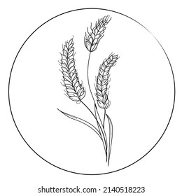 Vector illustration wheat logo design.Black and white sketch.Hand drawn wheat ears in round frame isolated on white background,icon.