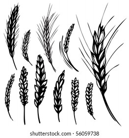 vector illustration of wheat and rye