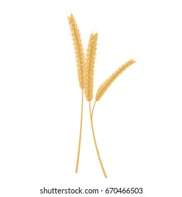 Vector illustration of Wheat spikes.