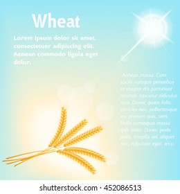 vector illustration.  wheat, yellow on a blue background. flash of the sun